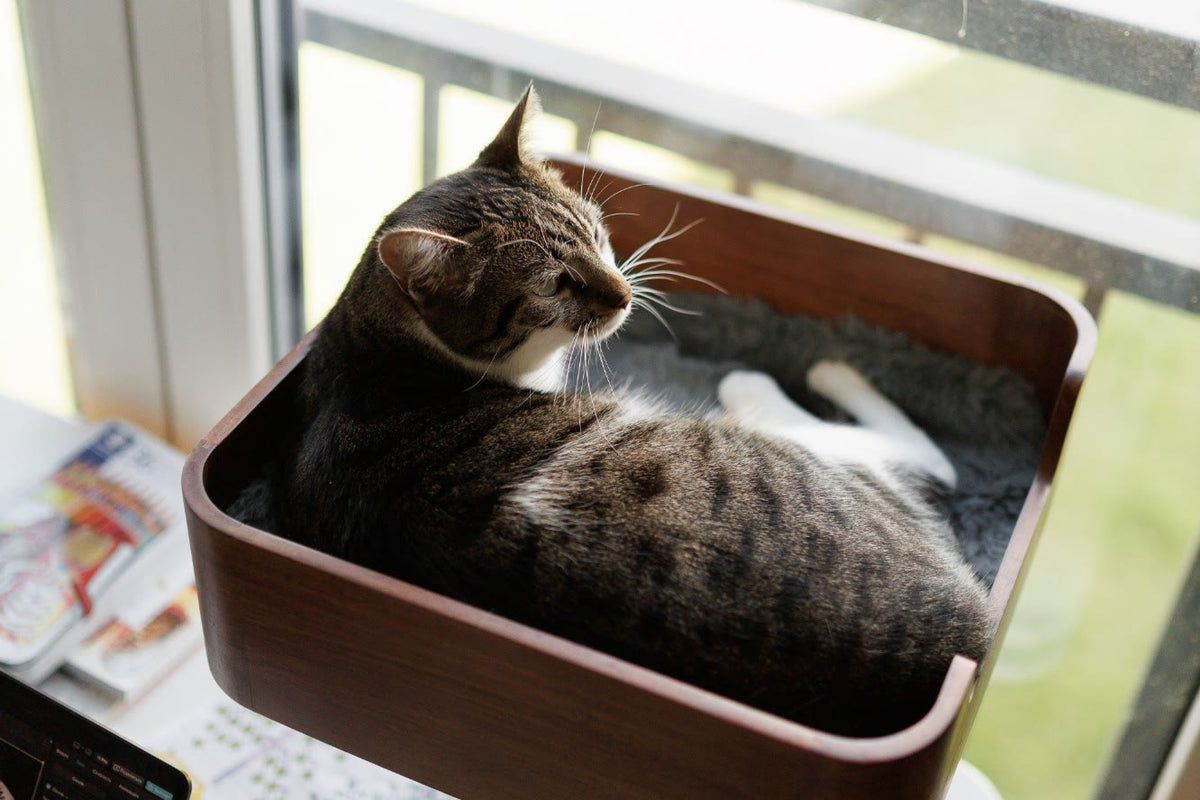 A tabby cat resting in a wooden desk cat bed by a sunny window