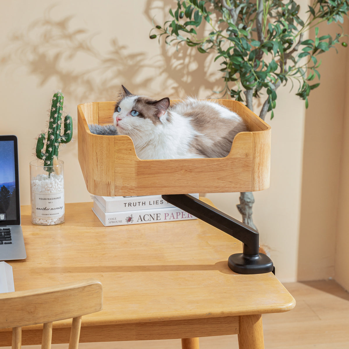 Ragdoll cat lying in the Catomi desk cat bed in Natural and looking up, mounted above a desk