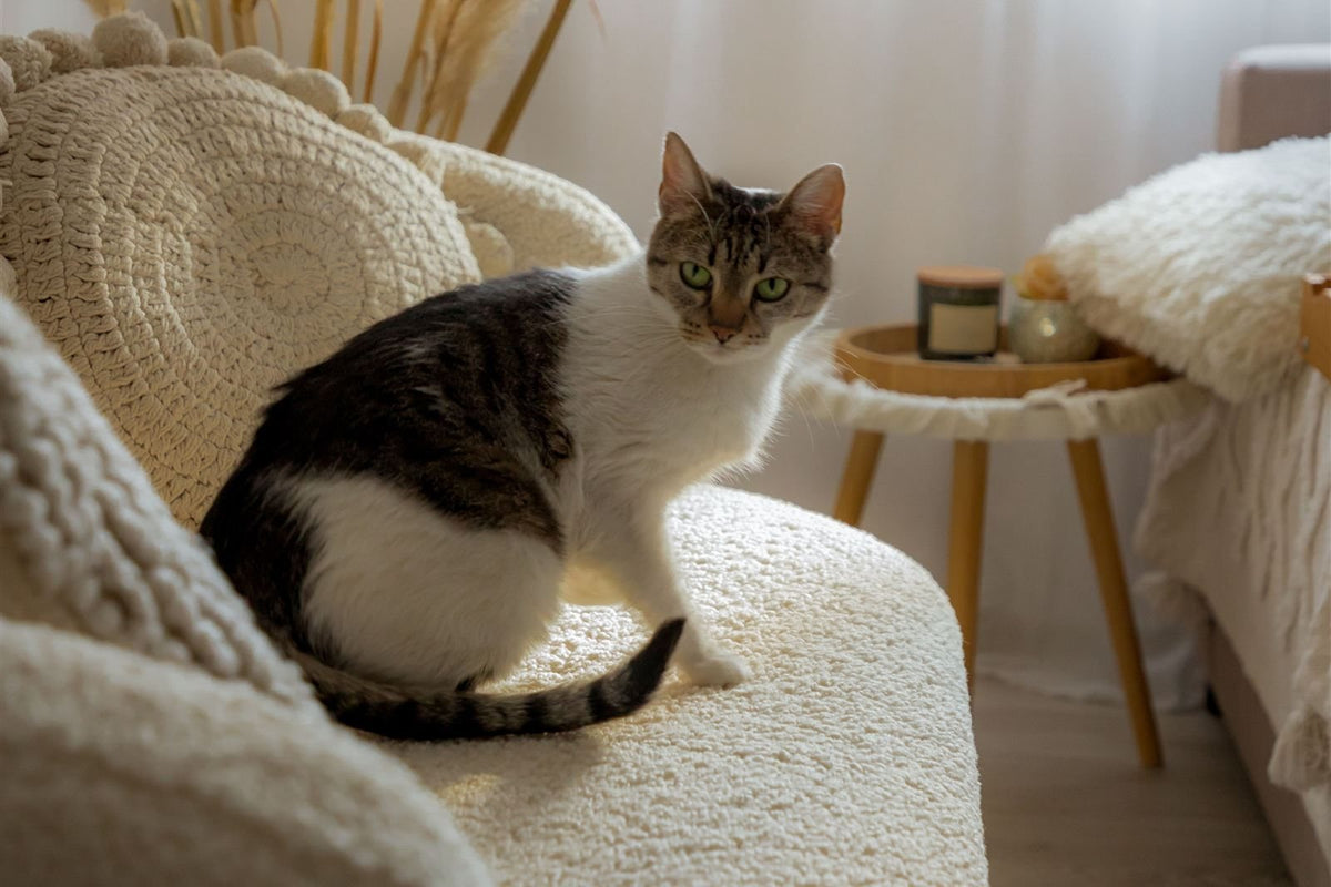 How to Choose a Desk Cat Bed: What to Check Before You Buy