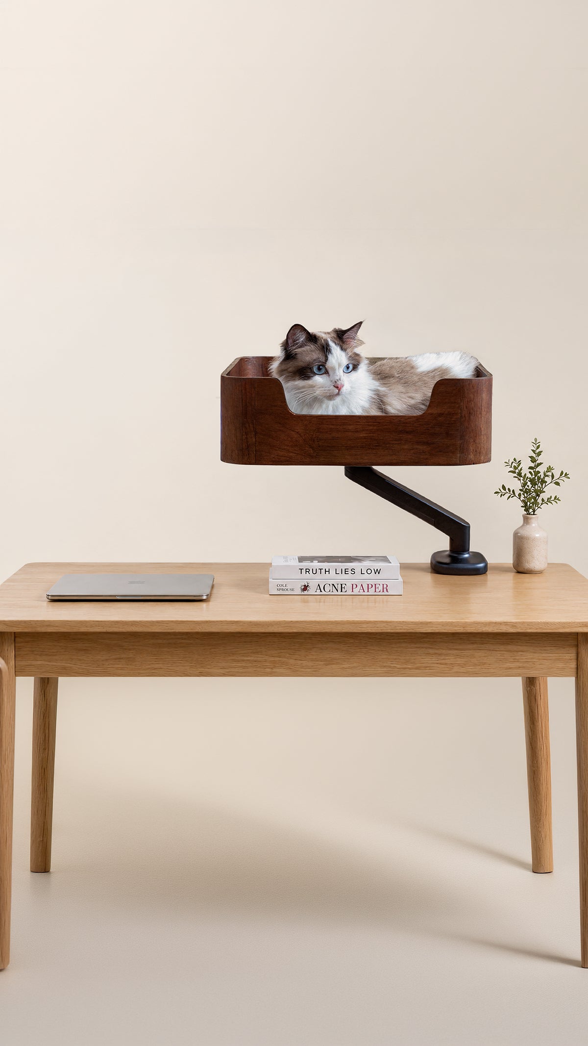 Ragdoll cat resting in the Catomi wooden desk cat bed in Walnut, clamped to an oak desk in a calm home office
