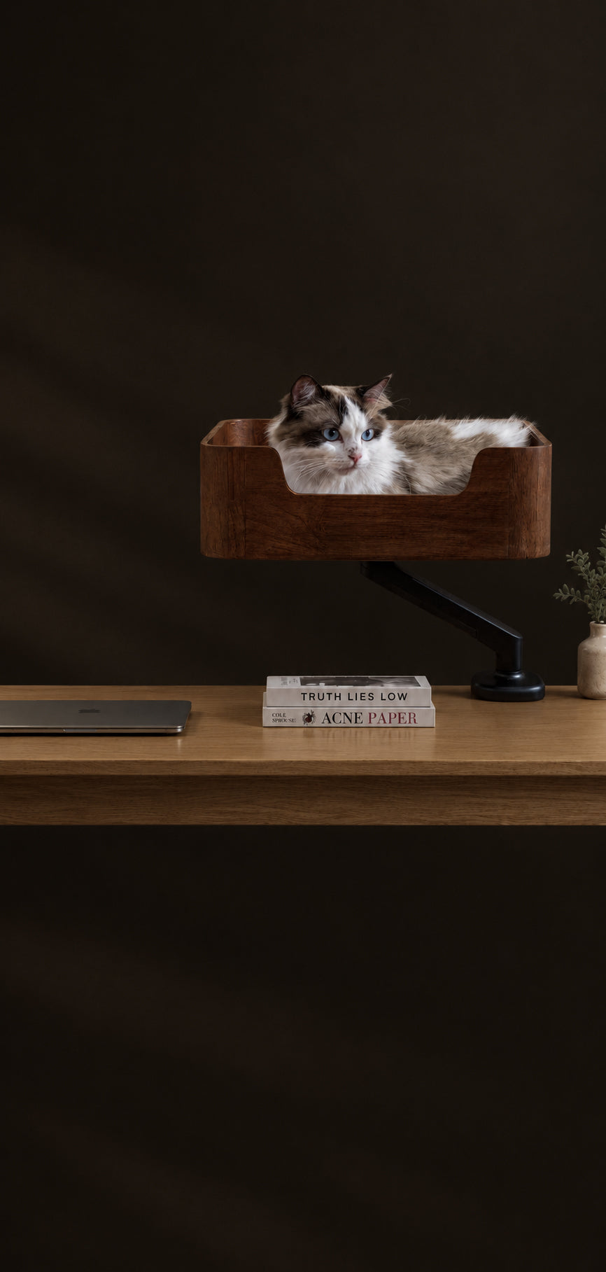 Ragdoll cat sitting in the Catomi desk cat bed in Walnut, clamped to a wooden desk against a dark wall