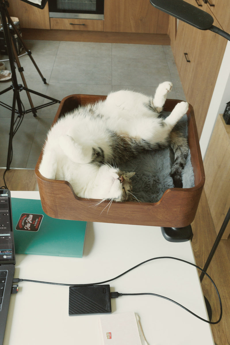 White and tabby cat sleeping on its back in the Catomi Desk Cat Bed in Walnut, seen from above