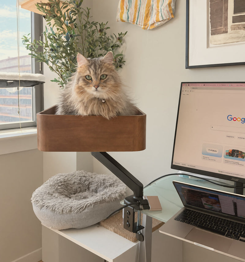 Fluffy long-haired cat sitting in the Catomi Desk Cat Bed in Walnut, clamped to a desk beside a monitor