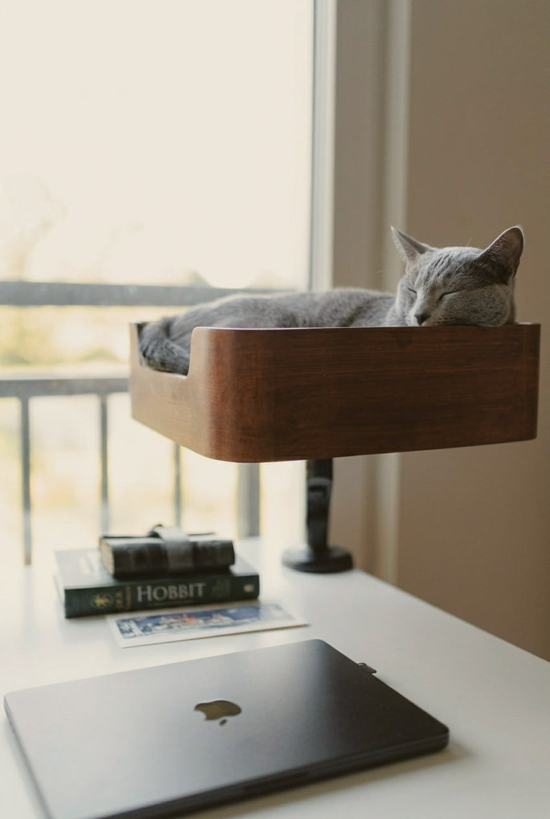 Grey cat asleep in the Catomi Desk Cat Bed in Walnut, clamped to a white desk by a bright window