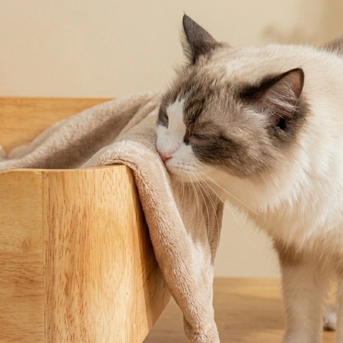 Ragdoll cat sniffing a beige blanket hanging over the side of the Catomi cat bed