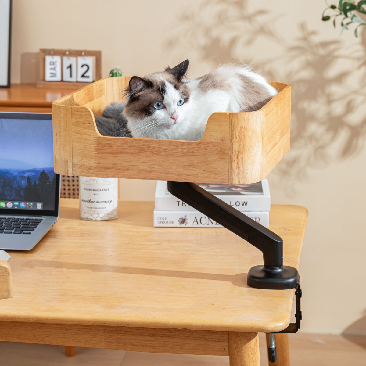 Ragdoll cat relaxing in the Catomi wooden desk cat bed in Natural next to a laptop