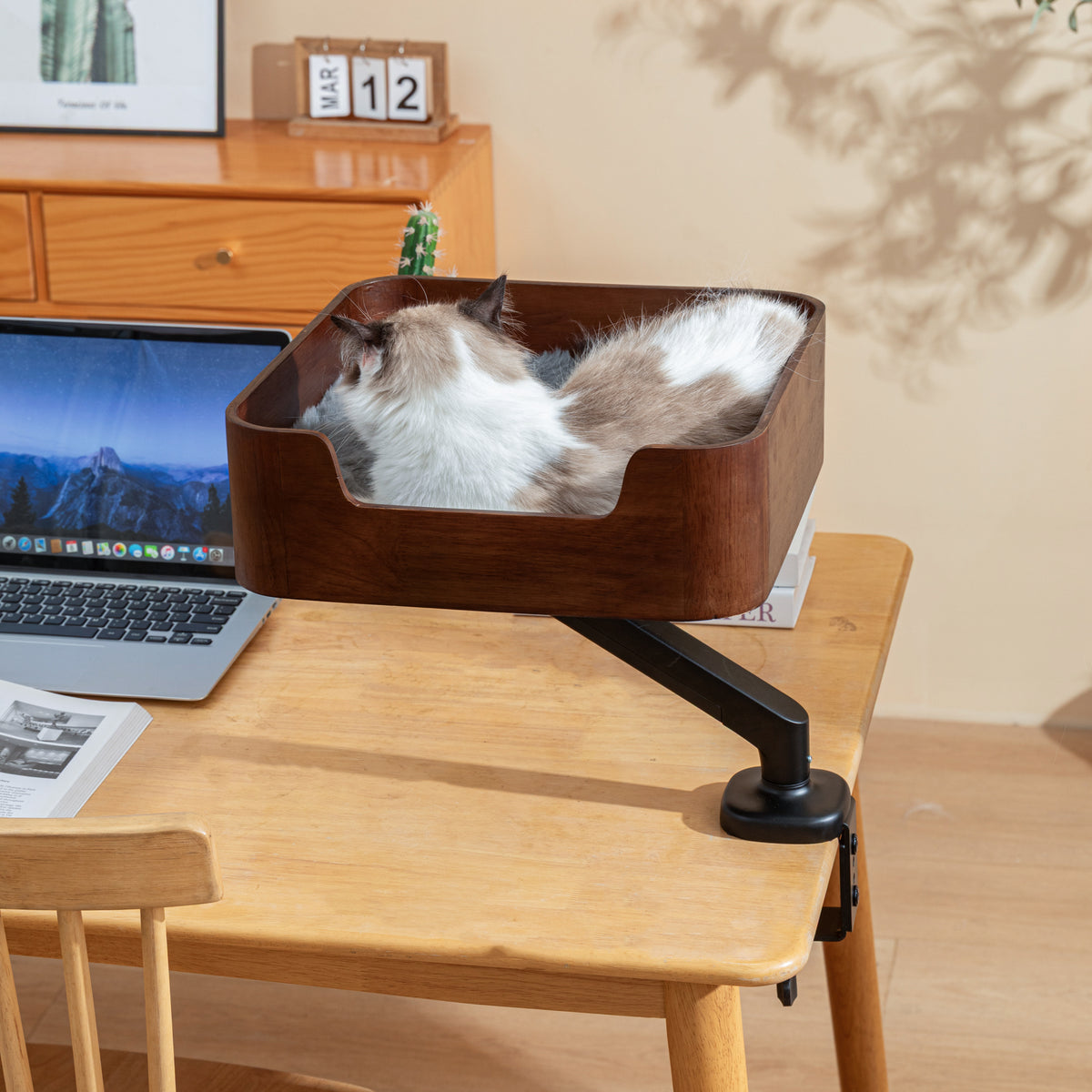 Ragdoll cat napping in the Catomi desk cat bed in Walnut above a laptop on a desk