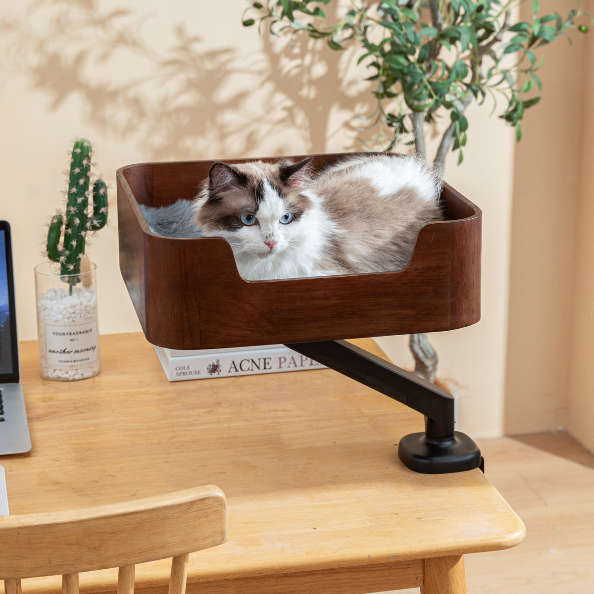 Ragdoll cat peeking over the edge of the Catomi desk cat bed in Walnut beside a plant