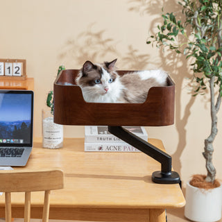 Ragdoll cat looking at the camera from the Catomi wooden desk cat bed in Walnut, clamped to a desk