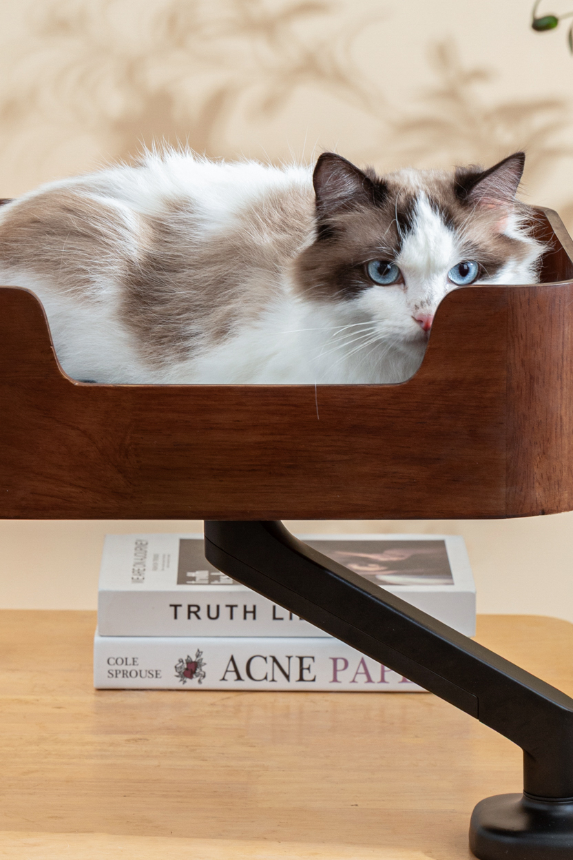 Ragdoll cat resting in the Catomi desk cat bed in Walnut and looking around