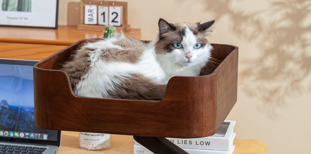 Ragdoll cat lying in the Catomi desk cat bed in Walnut and looking at the camera, by a laptop