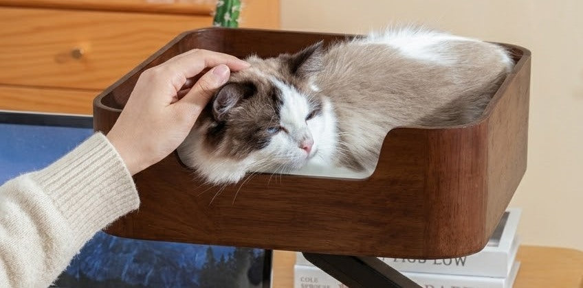 Person stroking a Ragdoll cat dozing in the Catomi desk cat bed in Walnut, next to a laptop